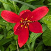 Sprengers Tulip / Wild Tulip (Tulipa sprengeri) seeds