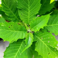 Angels Trumpet Tree (Brugmansia / Datura arborea) seeds