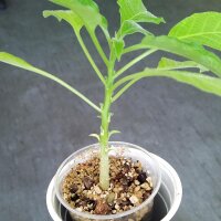 Angels Trumpet Tree (Brugmansia / Datura arborea) seeds