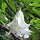 Angels Trumpet Tree (Brugmansia / Datura arborea) seeds