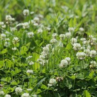 White Clover (Trifolium repens) seeds