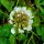White Clover (Trifolium repens) seeds