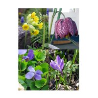 Early Spring Flowers - Seed kit