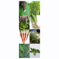 Asian Vegetable Selection - Seed Kit Gift Box