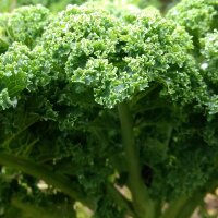 Larks Tongue Curly Kale Lerchenzungen (Brassica oleracea...