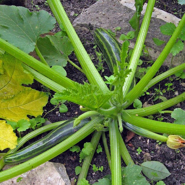 Zucchini Cocozelle (Cucurbita pepo) organic seeds