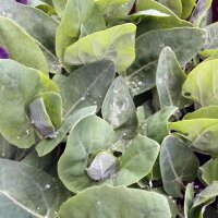 Green Orache (Atriplex hortensis) organic seeds