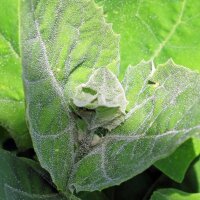 Green Orache (Atriplex hortensis) organic seeds