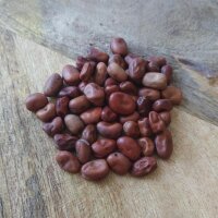 Horse bean (Vicia faba) organic seeds