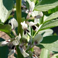 Horse bean (Vicia faba) organic seeds