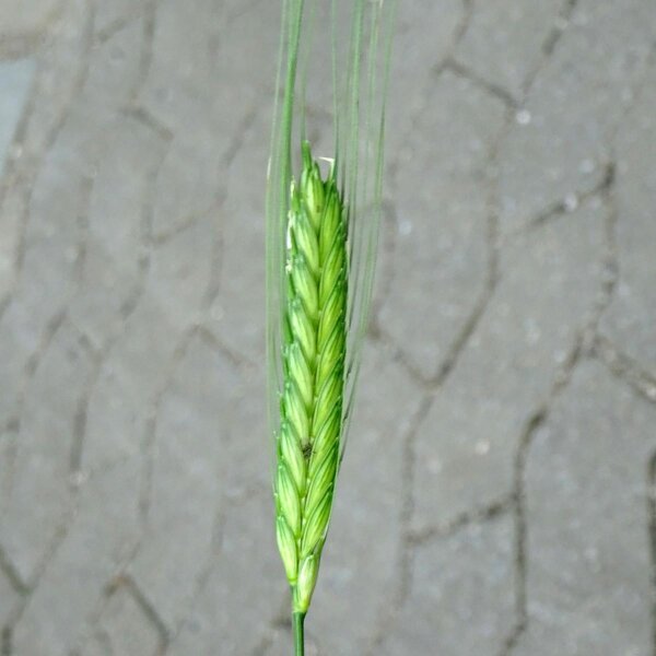 Einkorn Wheat (Triticum monococcum) Organic seeds