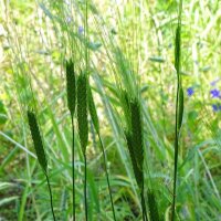 Einkorn Wheat (Triticum monococcum) Organic