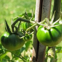 Tomato Black Krim (Solanum lycopersicum) organic seeds