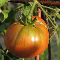 Tomato Black Krim (Solanum lycopersicum) organic