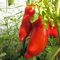 Tomato Andine Cornue (Solanum lycopersicum) organic seeds