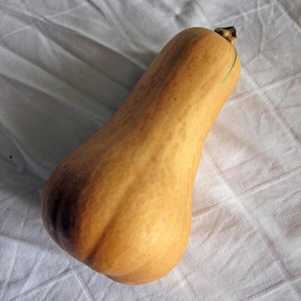 Butternut Squash Ponca (Cucurbita moschata) organic seeds