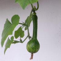 Butternut Squash Ponca (Cucurbita moschata) organic seeds