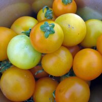 Yellow Tomato Golden Queen (Solanum lycopersicum) organic...