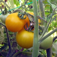 Yellow Tomato Golden Queen (Solanum lycopersicum) organic...