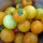 Yellow Tomato Golden Queen (Solanum lycopersicum) organic seeds