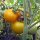 Yellow Tomato Golden Queen (Solanum lycopersicum) organic seeds