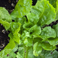 Endive Green Escarole (Cichorium endivia) organic seeds