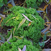 Endive Green Escarole (Cichorium endivia) organic seeds
