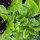 Endive Green Escarole (Cichorium endivia) organic seeds