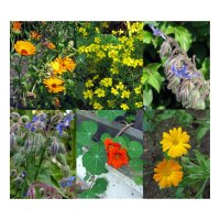 Edible Flowers (Organic) - Seed kit