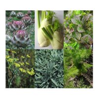 Good Companion Plants: Artichoke, Florence Fennel, Lettuce & Sage - Seed kit gift box