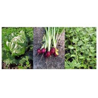 Good Companion Plants: New Zealand Spinach, Lettuce & Radishes - Seed kit gift box