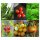 Good Companion Plants: Tomatoes, Basil & Parsley (Organic) - Seed kit gift box