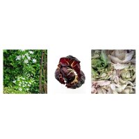 Good Companion Plants: Root Chervil & Radicchio / Chicory - Seed kit gift box