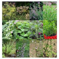 Homemade Herbal Teas - Seed kit