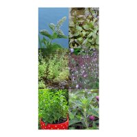 Mint Variety - Seed kit