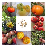 Delicious Heirloom Beefsteak Tomatoes - Seed kit gift box