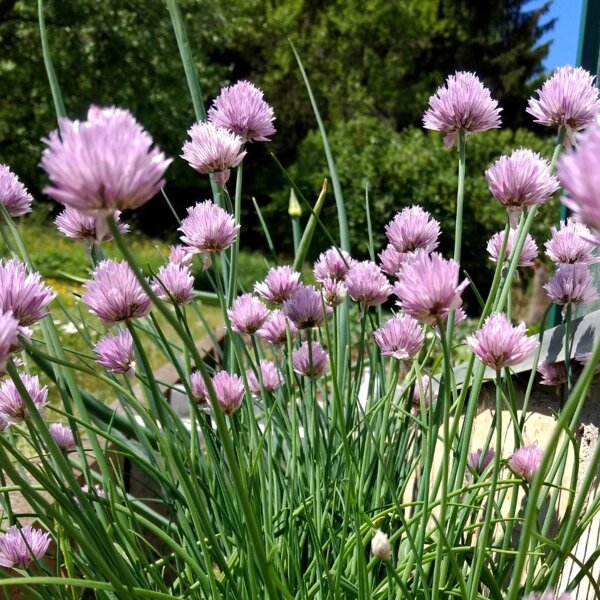 Chives (Allium schoenoprasum)  seeds