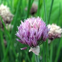 Chives (Allium schoenoprasum)  seeds