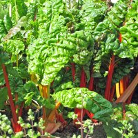 Colourful Swiss Chard Five Colours (Beta vulgaris...