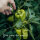 Good Companion Plants: New Zealand Spinach, Lettuce & Radishes - Seed kit