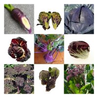 Purple Vegetables - Seed kit