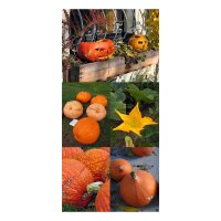 Halloween Pumpkins - Seed kit