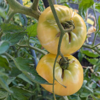 Delicious Heirloom Beefsteak Tomatoes - Seed kit