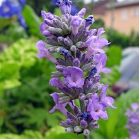 Lavender (Lavandula angustifolia) organic seeds