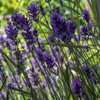 Lavender (Lavandula angustifolia) organic seeds