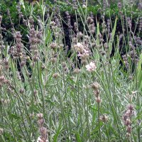 Lavender (Lavandula angustifolia) organic seeds