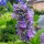 Lavender (Lavandula angustifolia) organic seeds