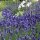 Lavender (Lavandula angustifolia) organic seeds