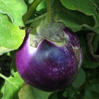 Eggplant Black Beauty (Solanum melongena) organic seeds