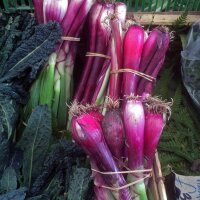 Onion Long Red Florence  (Allium cepa) organic seeds